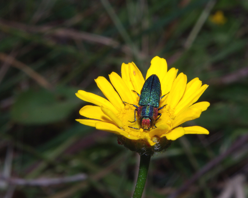 Anthaxia hungarica (femmina e maschio) (Col., Buprestidae)